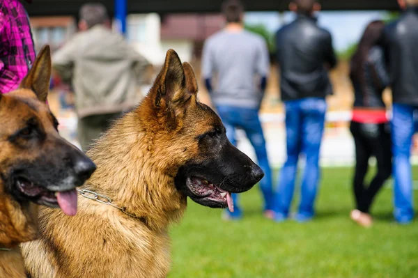 Gelukkige hond op groen gras — Stockfoto