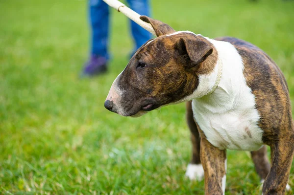 Lycklig hund på grönt gräs — Stockfoto