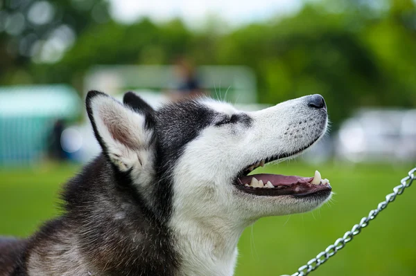 Happy dog on green grass — Stock Photo, Image