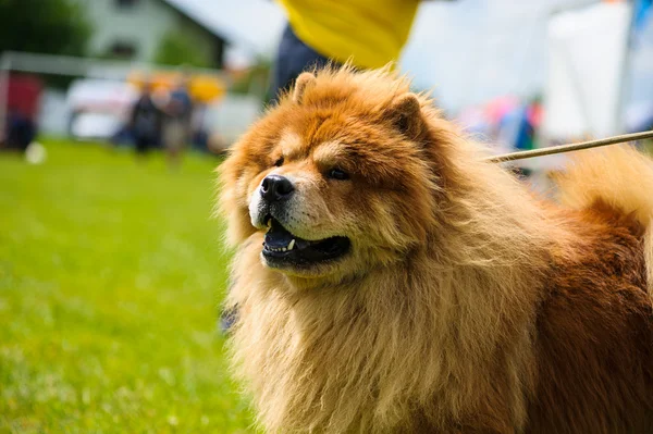 Yeşil çimenlerin üzerinde mutlu köpek