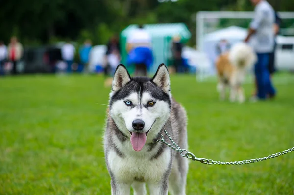 Happy dog on green grass — Stock Photo, Image