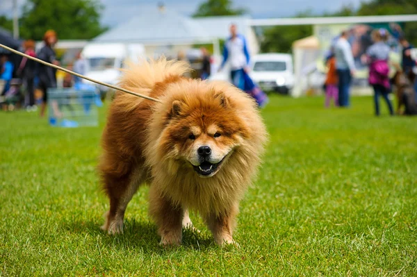 Šťastný pes na zelené trávě — Stock fotografie