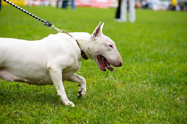 Glücklicher Hund auf grünem Gras — Stockfoto