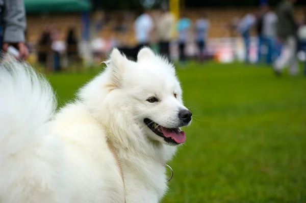 Cão feliz na grama verde — Fotografia de Stock