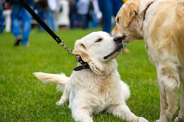 Happy dog on green grass — Stock Photo, Image