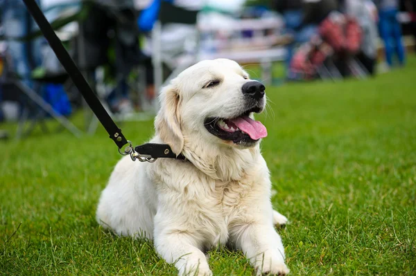 Yeşil çimenlerin üzerinde mutlu köpek — Stok fotoğraf