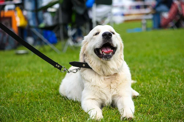 Happy dog on green grass — Stock Photo, Image