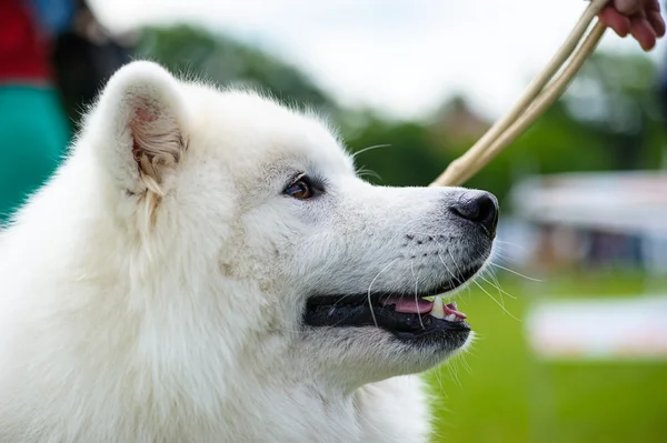 Gelukkige hond op groen gras — Stockfoto