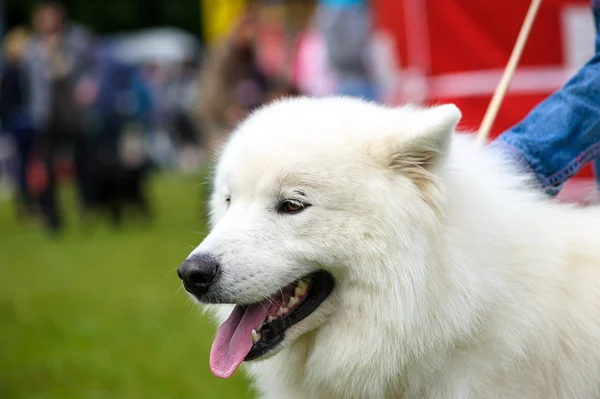 Perro feliz sobre hierba verde —  Fotos de Stock