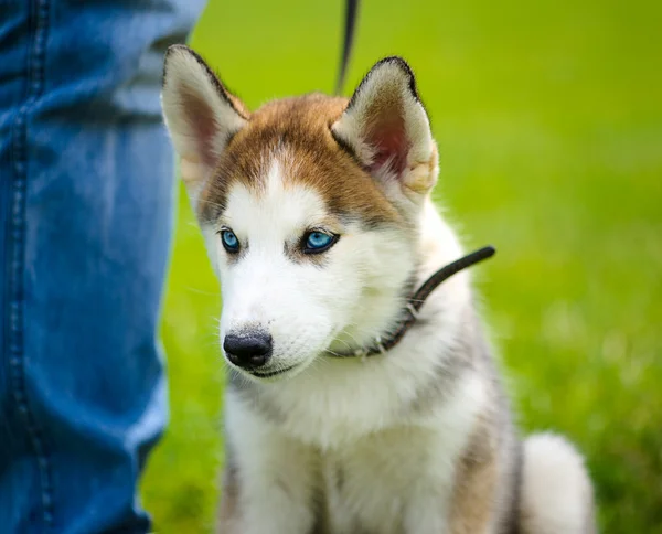 Yeşil çimenlerin üzerinde mutlu köpek — Stok fotoğraf