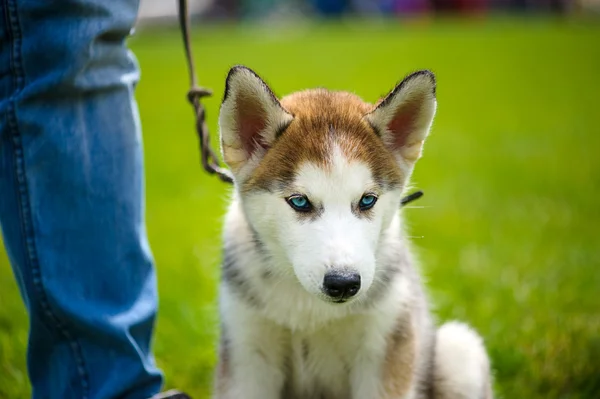 Happy dog on green grass — Stock Photo, Image