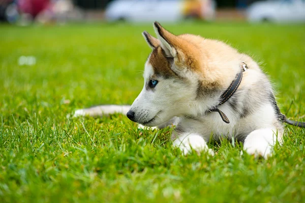 Gelukkige hond op groen gras — Stockfoto