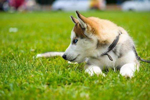 Happy dog on green grass — Stock Photo, Image