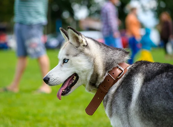 緑の草に幸せな犬 — ストック写真