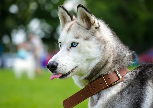 Glücklicher Hund auf grünem Gras — Stockfoto