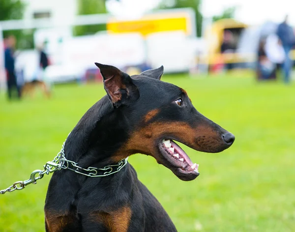 Lycklig hund på grönt gräs — Stockfoto