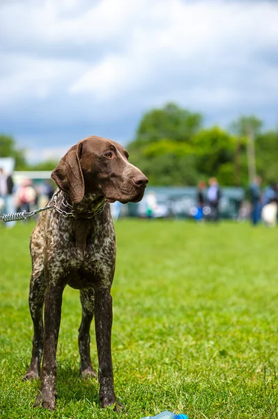 Lycklig hund på grönt gräs — Stockfoto