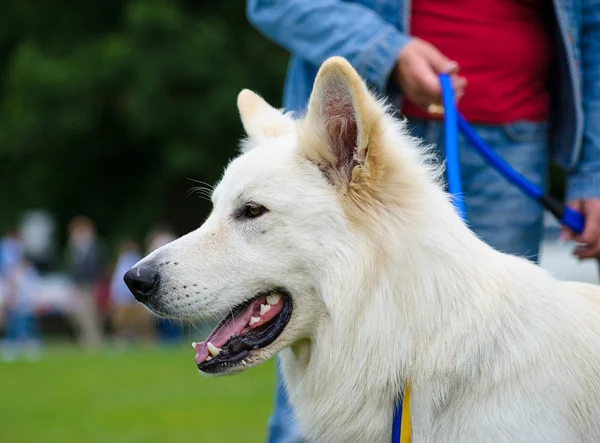 Happy dog on green grass — Stock Photo, Image