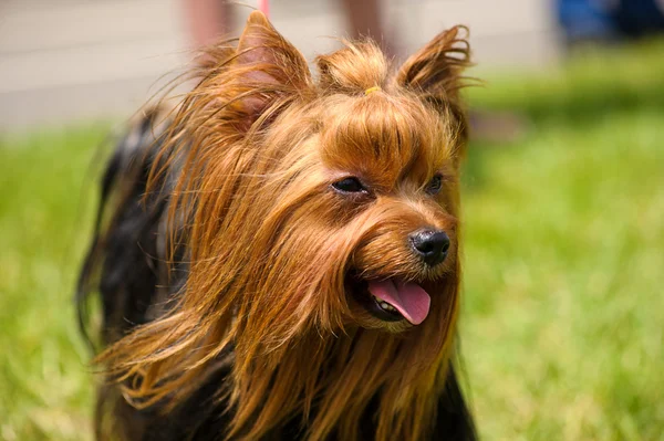 Happy dog on green grass — Stock Photo, Image