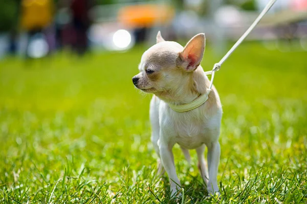 Lycklig hund på grönt gräs — Stockfoto