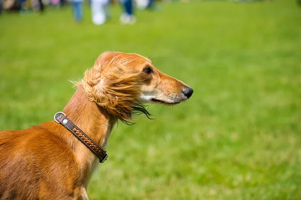 緑の草に幸せな犬 — ストック写真