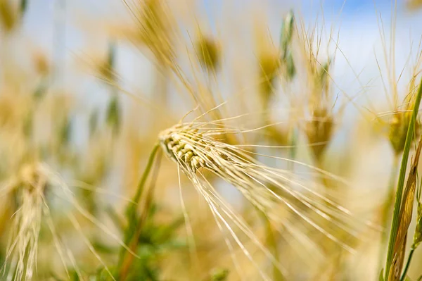 Goldenes Weizenfeld — Stockfoto