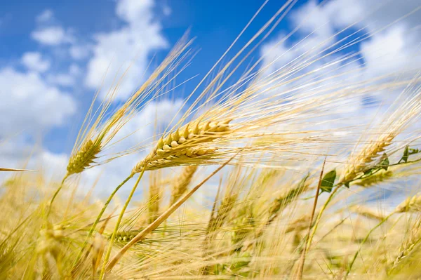 Goldenes Weizenfeld — Stockfoto