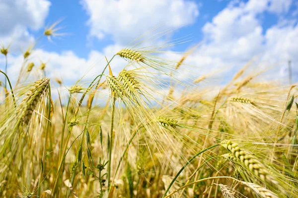 Goldenes Weizenfeld — Stockfoto