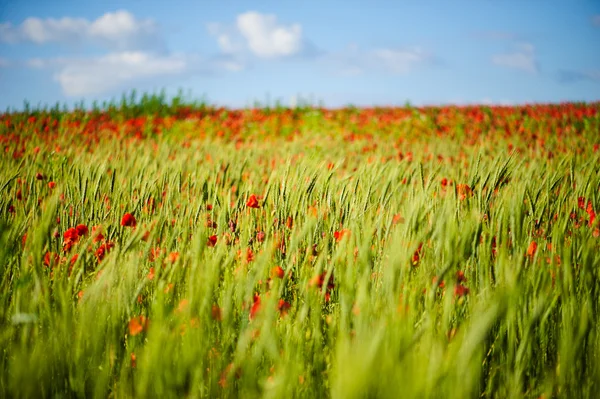 Schöne leuchtend rote Mohnblumen — Stockfoto