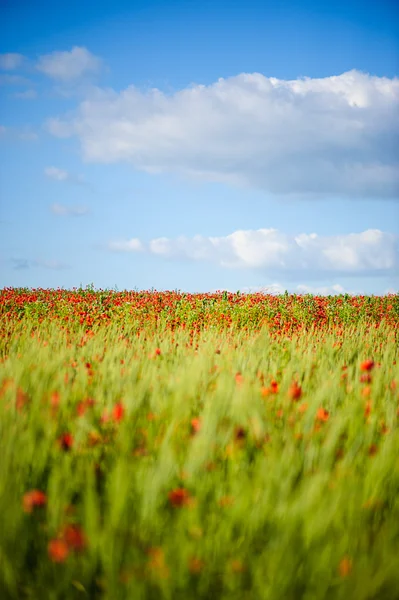 Bellissimi fiori di papavero rosso brillante — Foto Stock