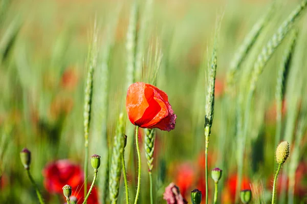 Bright red poppy flowers — Stock Photo, Image