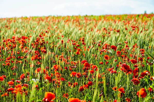 Flores de papoula vermelho brilhante — Fotografia de Stock