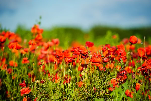 Lindas flores de papoula vermelho brilhante — Fotografia de Stock