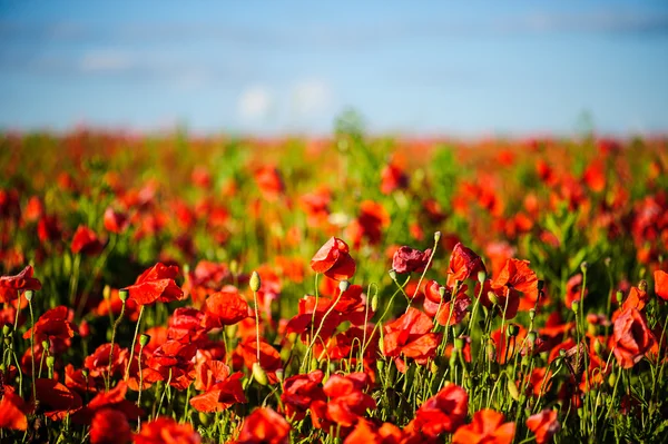 Schöne leuchtend rote Mohnblumen — Stockfoto