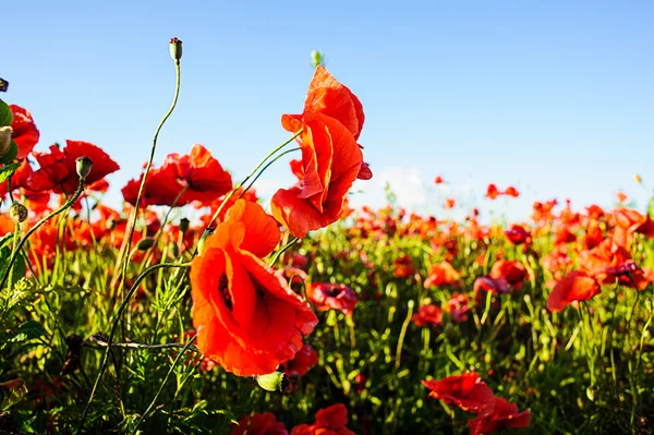 Lindas flores de papoula vermelho brilhante — Fotografia de Stock