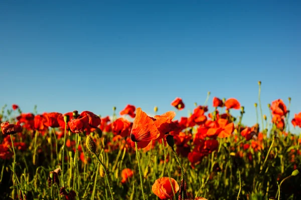 Lindas flores de papoula vermelho brilhante — Fotografia de Stock