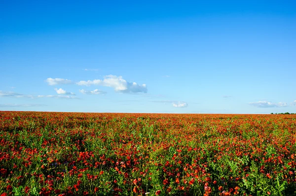 Beautiful bright red poppy flowers — Stock Photo, Image