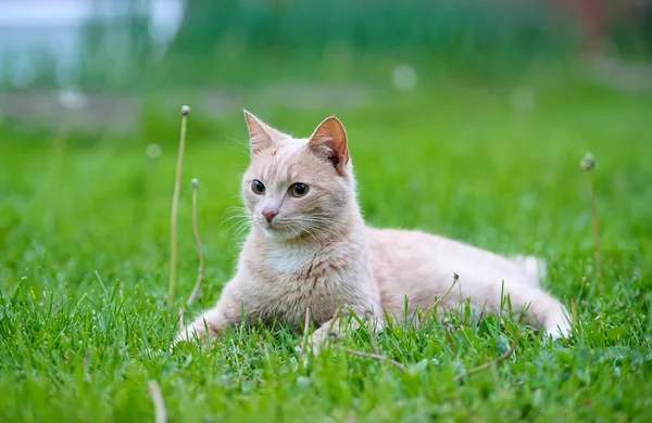 Grappige kat op het groene gras — Stockfoto