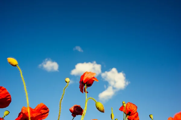 Schöne leuchtend rote Mohnblumen — Stockfoto