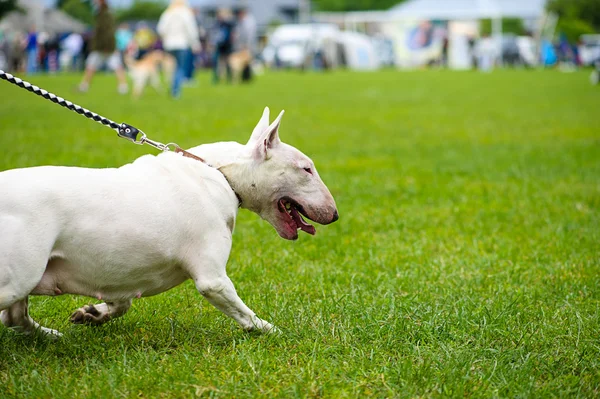 Bullterrier-Hund — Stockfoto