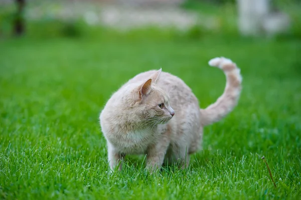 Gato engraçado na grama verde — Fotografia de Stock