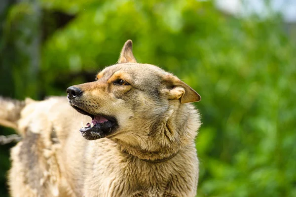 Erwachsener wütender Hund — Stockfoto