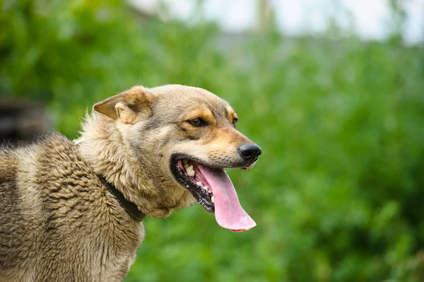 Retrato de perro adulto — Foto de Stock