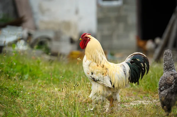 Chicken — Stock Photo, Image