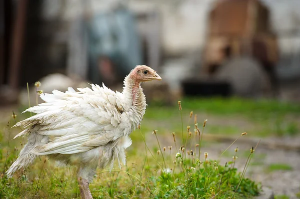 Turkeys — Stock Photo, Image