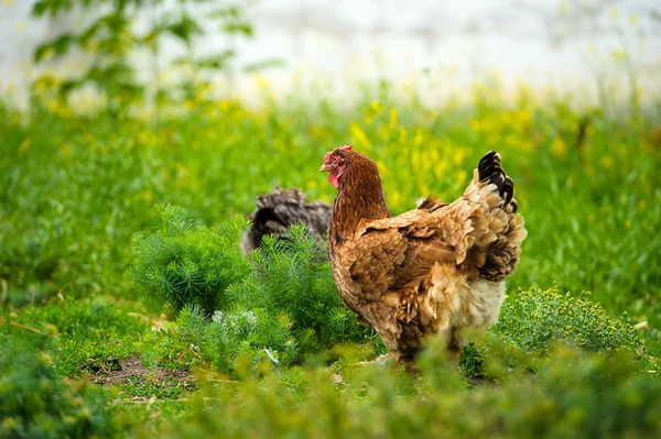 Tavuk — Stok fotoğraf