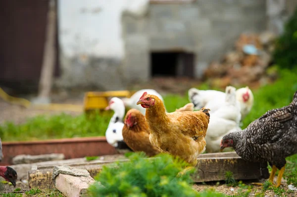 Frango — Fotografia de Stock