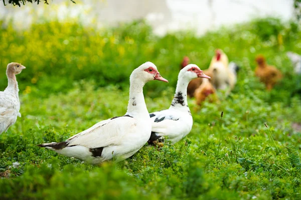 Ducks on a farm — Stock Photo, Image