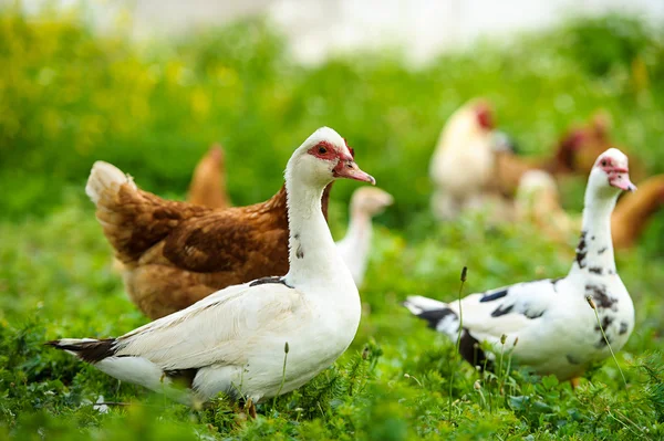 Ducks on a farm — Stock Photo, Image