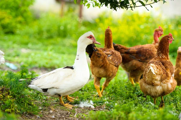 Pato e frango — Fotografia de Stock